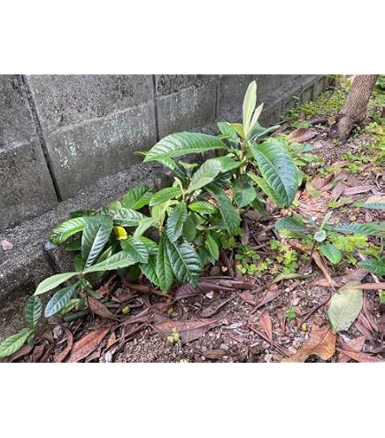 Amazon.co.jp: 枇杷(びわ)苗木 茂木の苗木 13.5cmポット苗 接木1年生