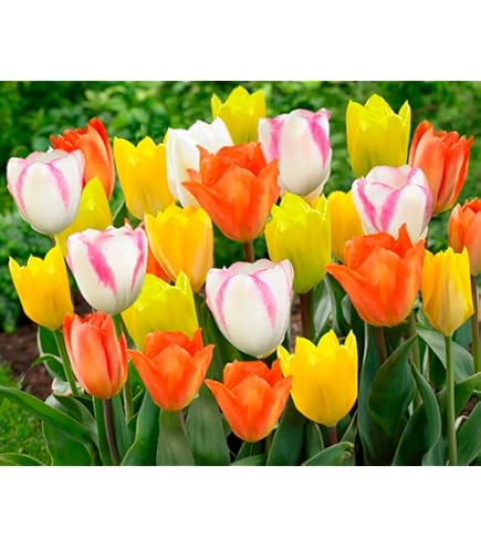 Amazon.co.jp: はなみどり たっぷりおまかせチューリップ 球根 50球