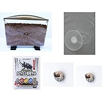 ヘラクレス3亜種 バリエーションセット 大型血統 ヘラクレス・ヘラクレス G-FOX 180mm系 幼虫(3令
