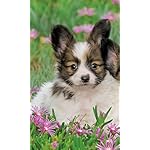 犬 FVGA(480×800)壁紙 パピヨン 犬 FVGA(480×800)壁紙 パピヨン