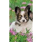 犬 HD(720×1280)壁紙 カレンダー2024 Dogs 犬 HD(720×1280)壁紙 カレンダー2024 Dogs