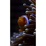 海の生き物 iPhone SE/8/7/6s(750×1334)壁紙 クラウンアネモネフィッシュ 海の生き物 iPhone SE/8/7/6s(750×1334)壁紙 クラウンアネモネフィッシュ