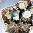 天然さざえ（6-10個前後）　福岡産
