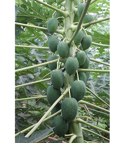 Amazon.co.jp: 無農薬 青パパイヤ 2kg（約2～4玉）沖縄産 沖縄本島から