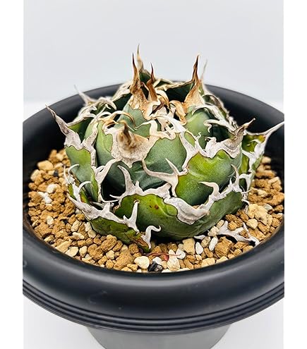 Amazon｜多肉植物 ：アガベ 吉祥冠錦 スーパークラウン*｜観葉植物