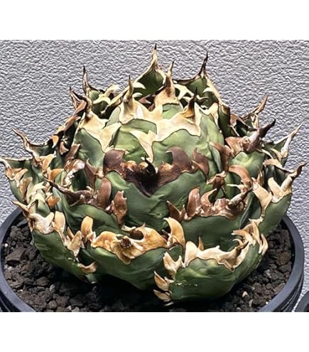 Amazon.co.jp: 高級品種 アガベ チタノタ 麻花龍 子株ブツブツ系 再