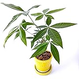 [エルフルール]観葉植物 4号鉢 パキラ 陶器鉢植え