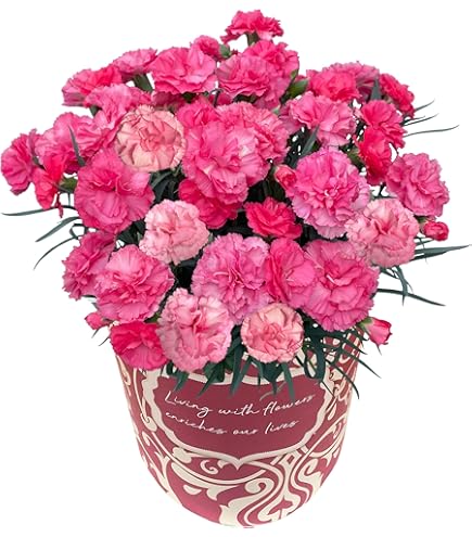 Amazon｜母の日 ギフト 母の日専用 季節の寄せ鉢 寄せカゴ お任せ種類