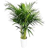 花のギフト社 アレカヤシ 観葉植物 本物 大型 ヤシ 7号 観葉 植物 室内用 7号鉢 室内 風水