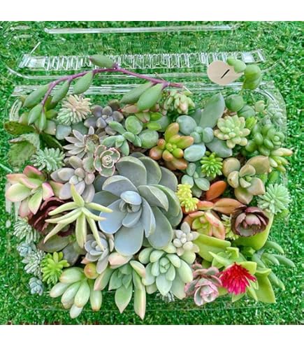 多肉植物　セダム3点カット苗セット(カットに付き根っこ有りません) 51yAyBtUlmL._AC_UF1000,