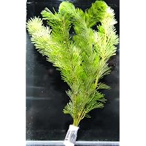 Amazon.co.jp: [水草] 国産 アナカリス10本(おもり付き） 国産 無農薬