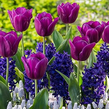 球根5種類セット 球根5種類セット 球根5種類セット