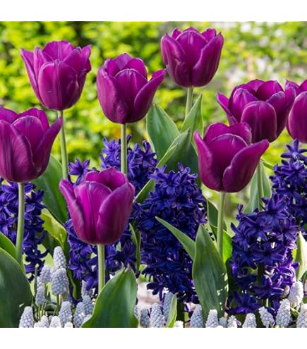 Amazon | チューリップ 球根 キャンディミックス 3種12球 （色分けあり