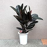 Amazon Co Jp フィカス エラスティカ ソフィア ゴムの木の仲間 観葉植物 中型 7号プラスチック鉢 品種で選べる観葉植物 リビングやオフィス向きサイズ 1個売り 学名 Ficus Elastica Sofia クワ科 フィカス属 原生地 インド北東部 マレー半島 初心者にも丈夫
