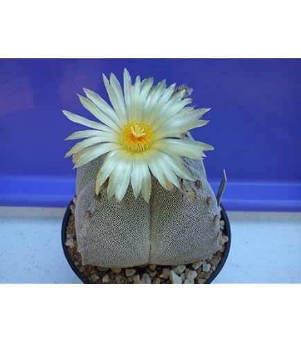 Amazon.co.jp: ユーフォルビア ハドラマウチカ 種子5粒