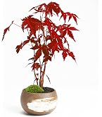 Amazon｜盆栽 六角堂柳【現品】（3018）｜観葉植物 オンライン通販