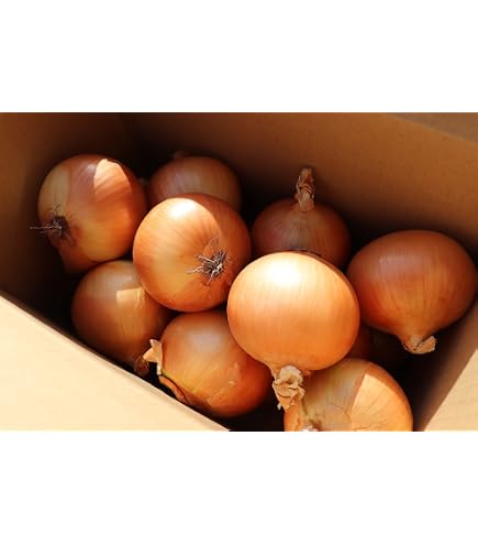 Amazon.co.jp: 北海道 岩見沢産 玉ねぎ 10kg 北もみじ2000 タマネギ