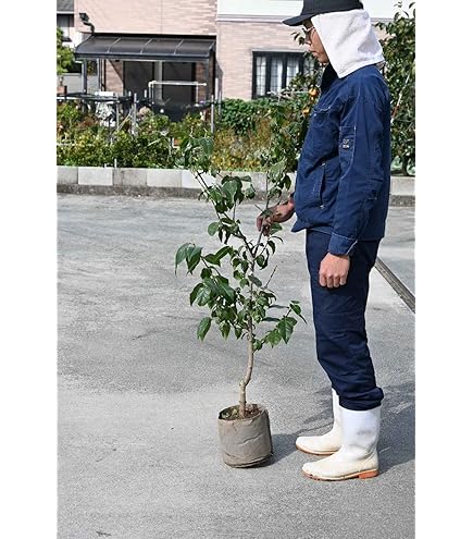 満月ロウバイ　蝋梅　苗木 香る花木 『 満月蝋梅 （ マンゲツロウバイ ） 』 5号鉢植え