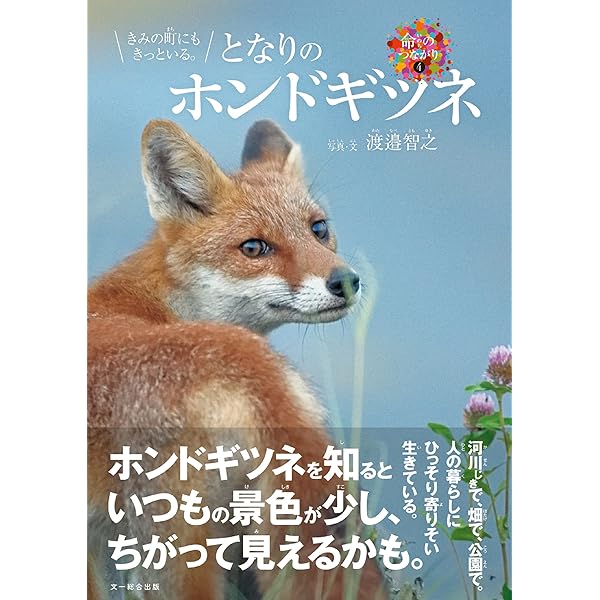 ★きつねページ★ Kitakitsune (Ezo red fox) in Hokkaido. キタキツネ