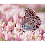 チョウ(蝶) Android(960×800)待ち受け Schmetterlinge 2023: Kalender チョウ(蝶) Android(960×800)待ち受け Schmetterlinge 2023: Kalender