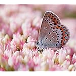 チョウ(蝶) Android(960×854)待ち受け Schmetterlinge 2023: Kalender チョウ(蝶) Android(960×854)待ち受け Schmetterlinge 2023: Kalender