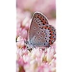 チョウ(蝶) iPhone SE/8/7/6s(750×1334)壁紙 Schmetterlinge 2023: Kalender チョウ(蝶) iPhone SE/8/7/6s(750×1334)壁紙 Schmetterlinge 2023: Kalender