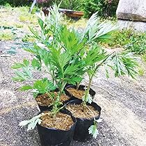 販売停止斑入り ヨモギ ポット苗 蓬 山野草 81oIjK3aBkS._AC_UL210_SR210,