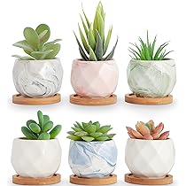 多肉植物セット 中型・小型鉢*4 81oWmWQ4nVL._AC_UL210_SR210,