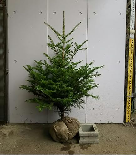 Amazon.co.jp: 希少 カカオ苗木 チョコレートの木 : DIY・工具