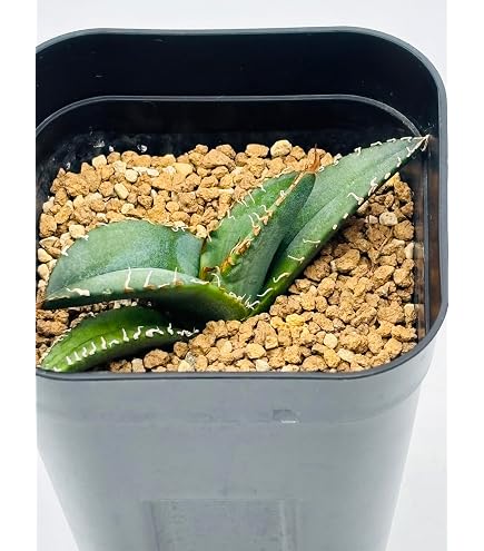 Amazon｜アガベ チタノタ 魔丸(ママル) / Agave titanota 'Mamaru