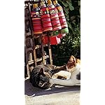 猫 iPhoneSE/5s/5c/5 壁紙 視差効果 2022岩合光昭 世界の猫 猫 iPhoneSE/5s/5c/5 壁紙 視差効果 2022岩合光昭 世界の猫