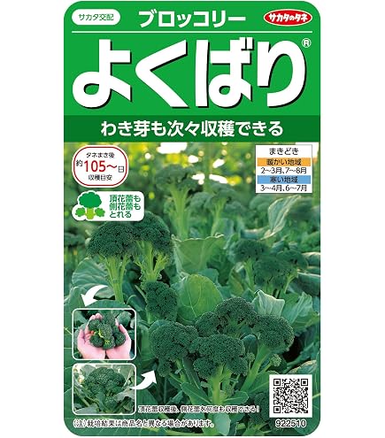 哲也】ブロッコリー種子（おはよう）5000粒3個セット 哲也