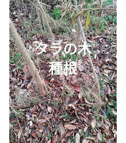 Amazon.co.jp: タラの芽 2kg : DIY・工具・ガーデン