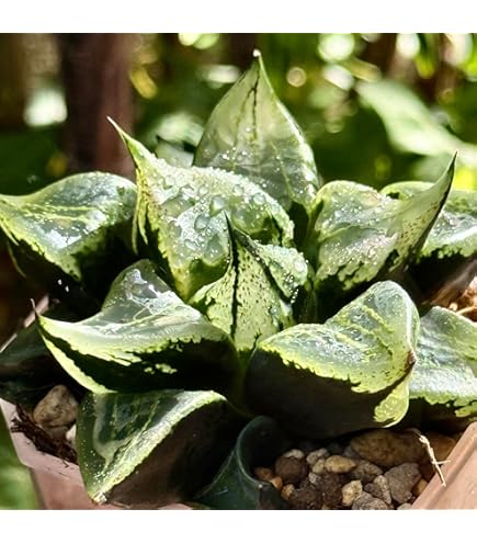 Amazon｜多肉植物 観葉植物 ハオルチア ハオルシア ブラック