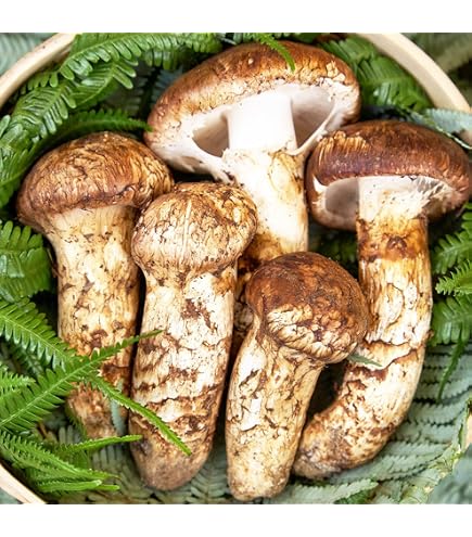 Amazon.co.jp: 快適生活 天然高級 松茸開き 500g/1kg マツタケ