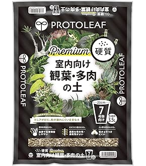 Amazon.co.jp: 【種子】Yucca Rostrata ◇ユッカ・ロストラータ