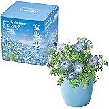 聖新陶芸 秋/春の 家庭菜園 簡単 栽培キット ゆったり育てる ネモフィラ 花 栽培セット ( 自由研究 ) 鉢の径約11cm 空色の花 母の日 プレゼント 誕生日 GD-929