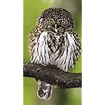 フクロウ フルHD(1080×1920)スマホ壁紙/待受 Eulen 2021: Broschuerenkalender mit Ferienterminen. Eulen, Jaeger der Nacht フクロウ フルHD(1080×1920)スマホ壁紙/待受 Eulen 2021: Broschuerenkalender mit Ferienterminen. Eulen, Jaeger der Nacht