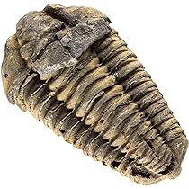 トリロバイト化石 保存状態良好 約15cm 奇石博物館 収蔵品 三葉虫