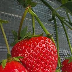 イチゴ 壁紙 スマポ イチゴ 壁紙 スマポ