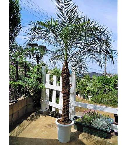 Amazon | フェニックス ロベレニー 10号 | サンクライム | 観葉植物