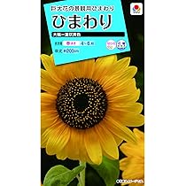 Amazon | タキイ種苗 ひまわり 大輪一重咲黄色 | 花