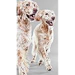 犬 iPhone SE/8/7/6s(750×1334)壁紙 Dog Gallery 2017 Calendar 犬 iPhone SE/8/7/6s(750×1334)壁紙 Dog Gallery 2017 Calendar