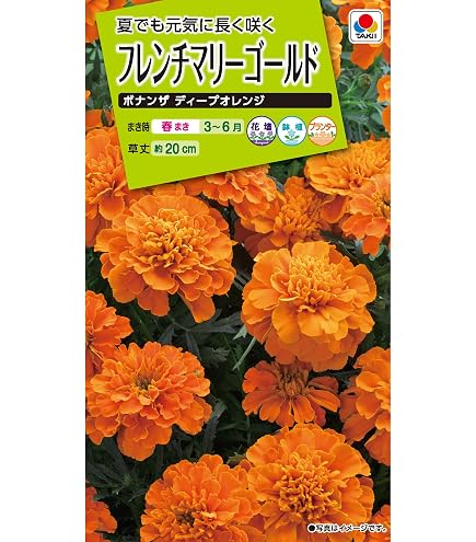 Amazon.co.jp: アフリカンマリーゴールド 種子 高性大輪混合 5ml（育苗
