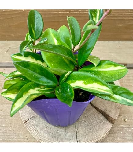 Amazon.co.jp: Hoya inflata ホヤ インフラータ 希少 抜き苗 : DIY