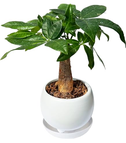 Amazon｜花のギフト社 ガジュマル ガジュマルの木 観葉植物 ミニ 本物