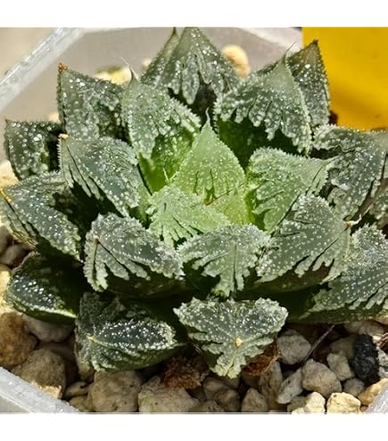 Amazon｜多肉植物 ハオルチア ハオルシア アトロフスカ