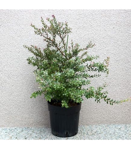 Amazon.co.jp: 実績5年生超特大苗ブルーベリー2品種寄せ植え24cm