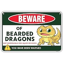 bearded dragon kit amazon