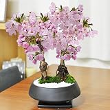 母の日 【5月開花】盆栽妙 開花調整 ミニ桜 必携2点道具セット 盆栽ギフト 贈り物 プレゼント ミニ盆栽 桜 bonsai